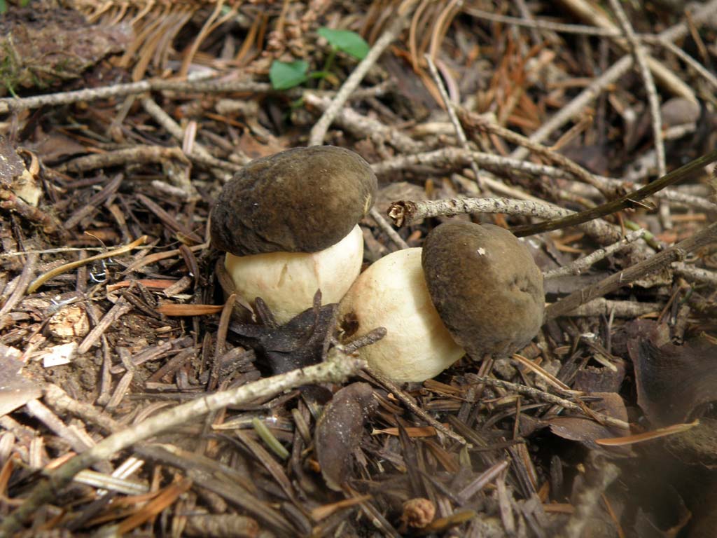 Fungo da determinare - Foresta di Campigna